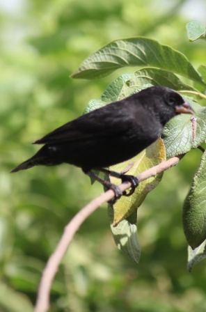 finch dekker bu9 ecuador galapagos reis